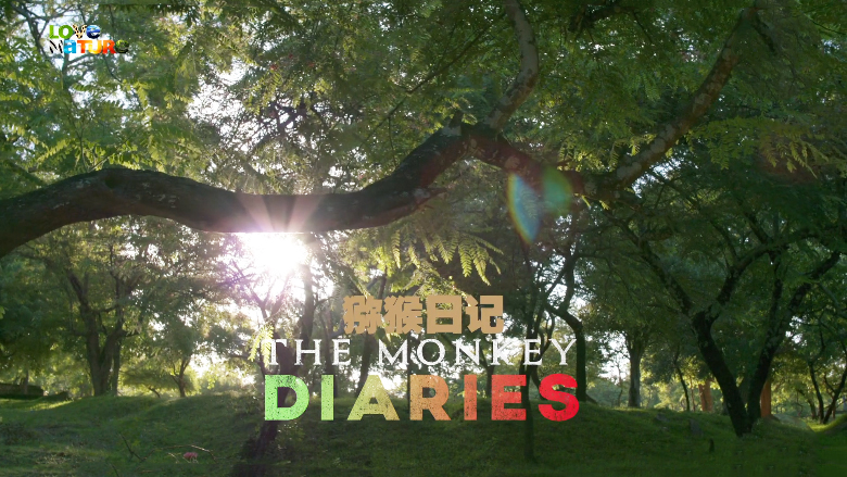 【纪录片】猕猴日记 The Monkey Diaries