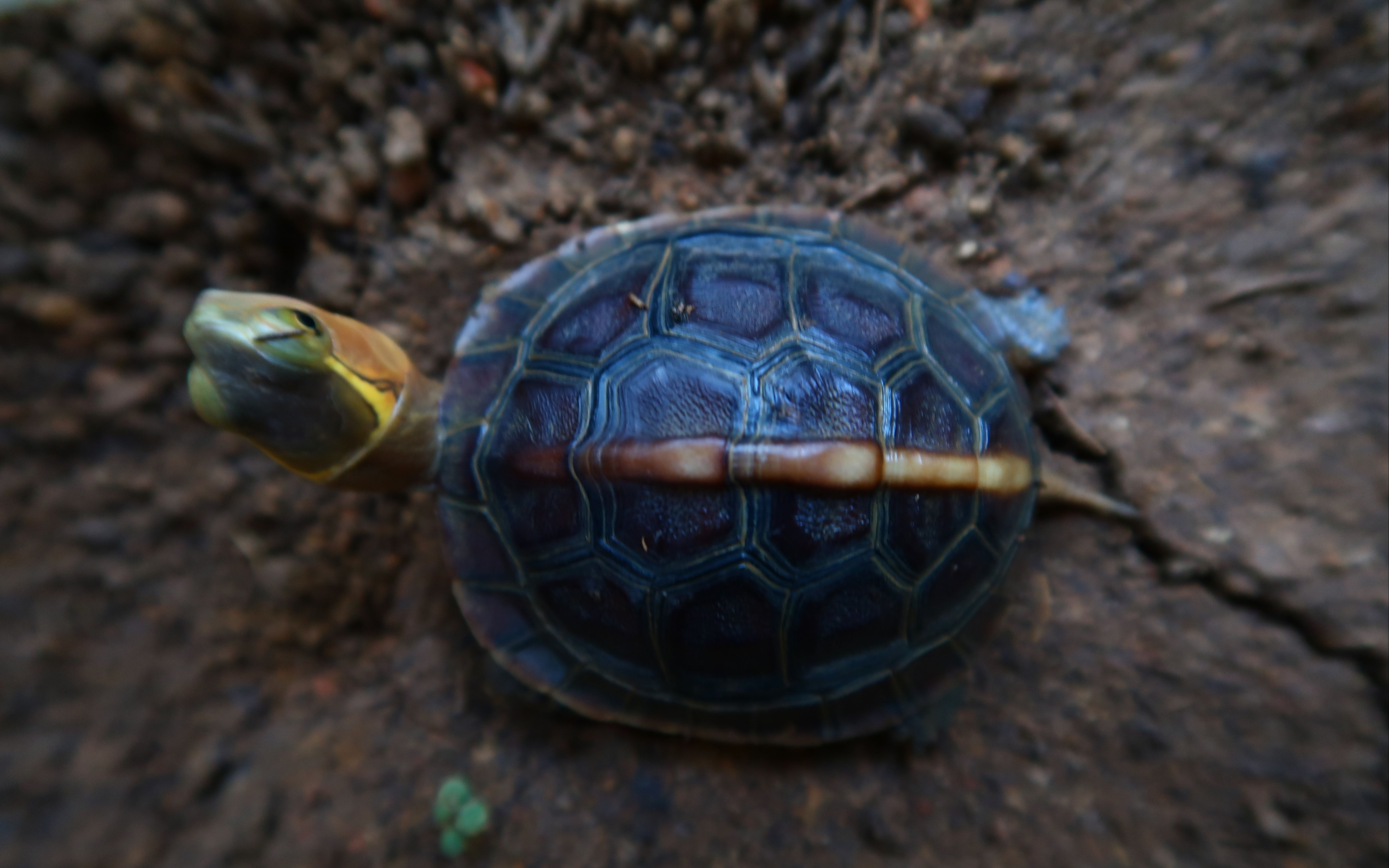 养龟技术|浅谈黄缘龟高观赏性品相的培养 - 知乎