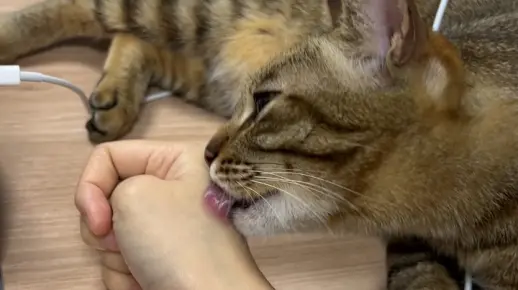 被小猫咪按住一顿狂舔！