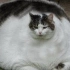 世界上最肥的猫，没有最胖只有更胖