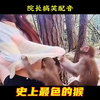 史上最色的猴子