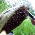 震惊！男子用吸尘器抓蜜蜂, 整个蜂巢被他吸得一干二净