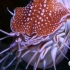 【YouTube】海里漂亮的鹦鹉螺