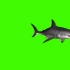 鲨鱼绿幕背景视频素材分享，需要的拿走