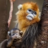 【中国珍稀物种系列纪录片】——川金丝猴（下）