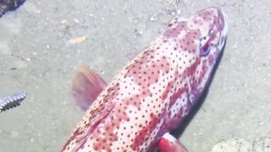 <em class="keyword">海底</em>赶海寻到啥海鲜