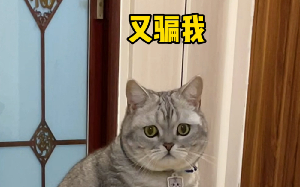 猫咪孵的这颗蛋800元一个,却差点被做成了面膜……哔哩哔哩bilibili