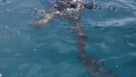 鱼在什么情况下吐泡泡 9947c6becc7e0acd88c416aca220b5036912293b.jpg@280w_158h_1c_100q.jpg