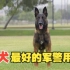 比利时马利诺斯犬，军警两界最棒最优秀的犬种！