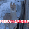 终于知道为什么叫傻狍子了，狍子：快过年了 给大家听个响
