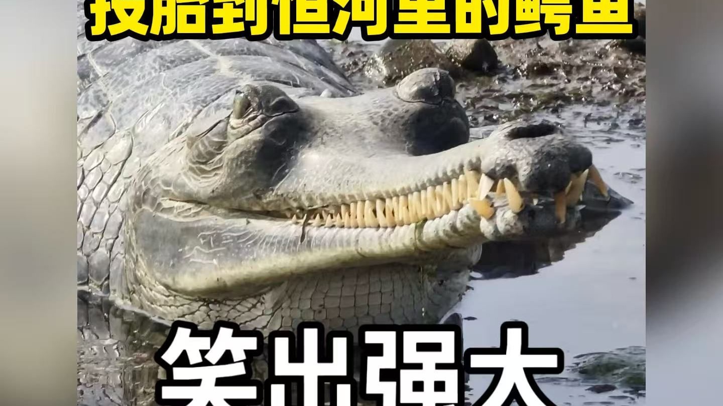 恒河里鳄鱼都变异了？亲临恒河鳄原产地，真有传说中那么脏？