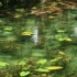 【大自然的宝藏：白噪音】清澈水面下的锦鲤