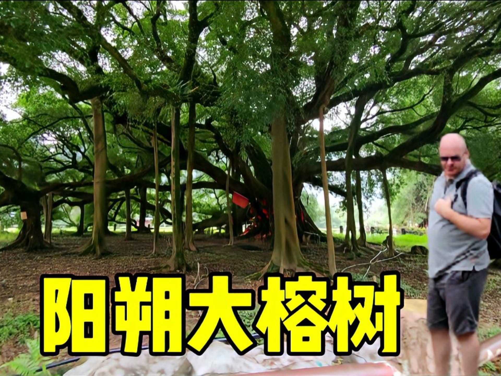 广西阳朔的千年大榕树，刘三姐跟阿牛哥的定情地，外国人也慕名来