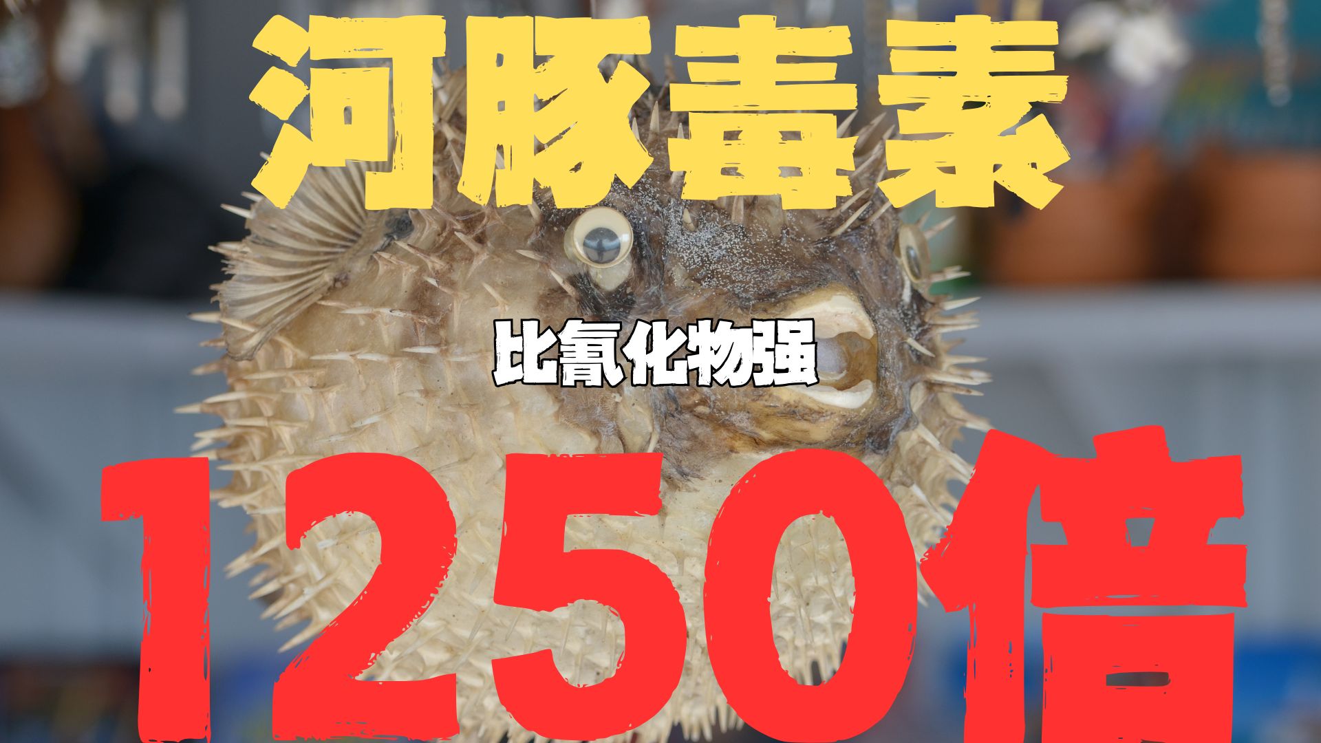 河豚毒素比氰化物还猛1300倍，为什么人类还喜欢吃河豚？