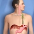 医学视频：食道癌手术