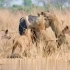 狮群猎捕水牛未成功，象群助力水牛解围，结果象群陷入困境