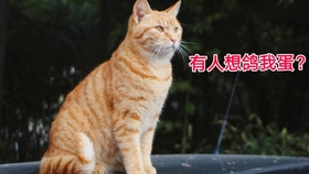 橘猫为什么很少母的 99e2cc4802009bb950f16d28be89600656f27feb.jpg@280w_158h_1c_100q.jpg