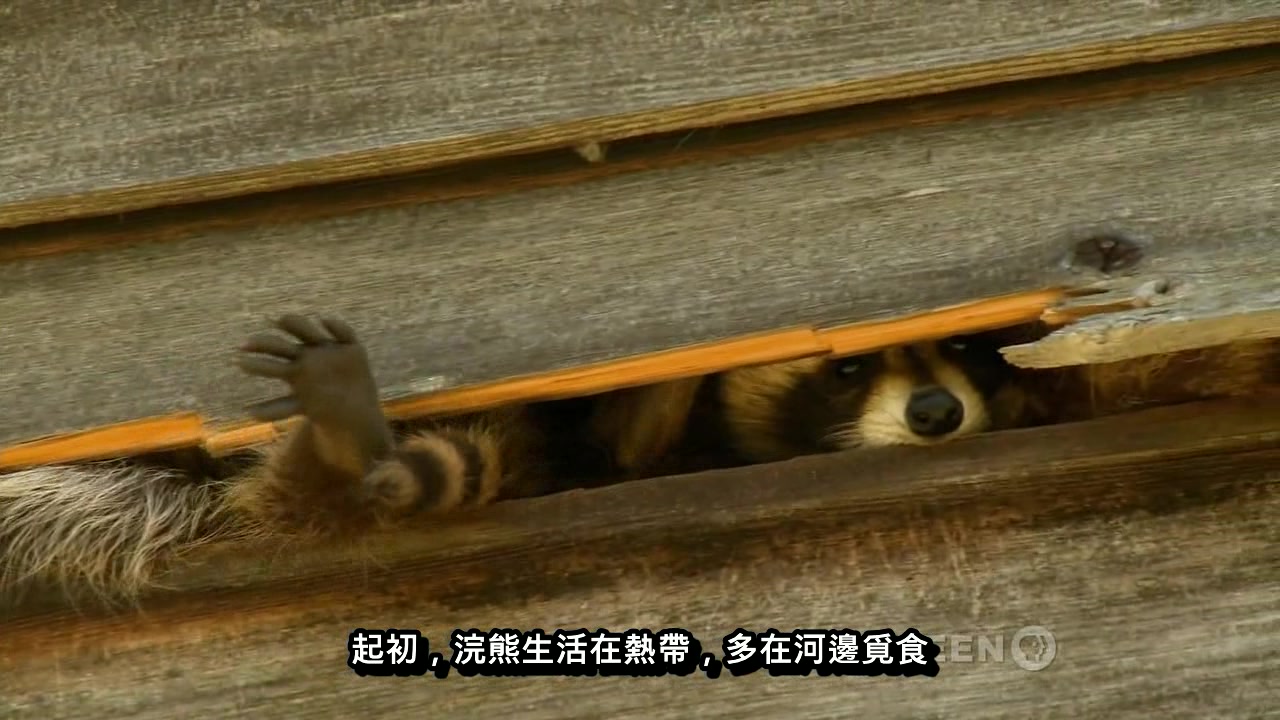 中文字幕《浣熊国度 Raccoon Nation》城市浣熊非常聪明，能够做其他城市动物做不到的事