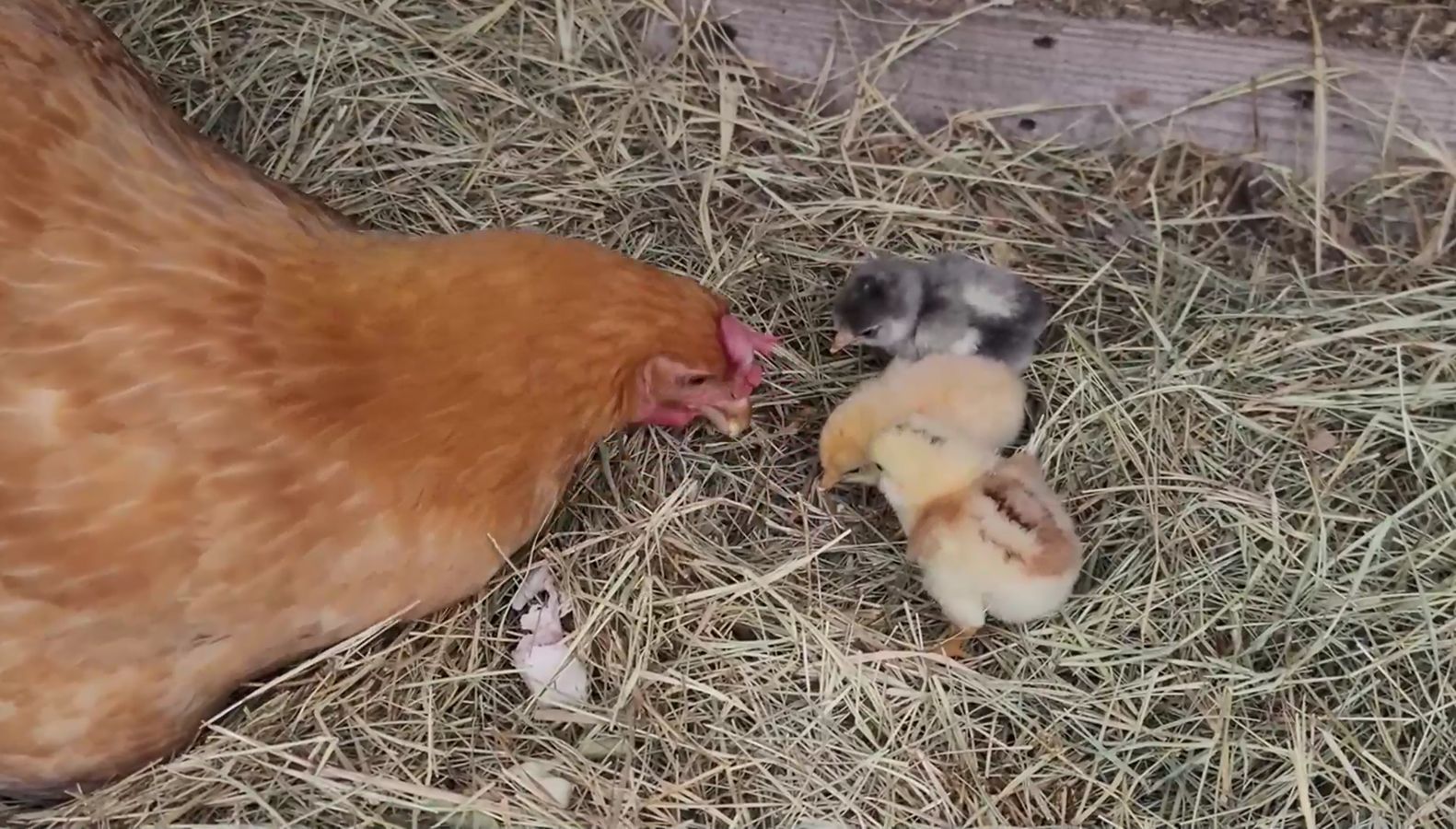 鸡妈妈教三只小鸡怎么吃饭   操碎了心