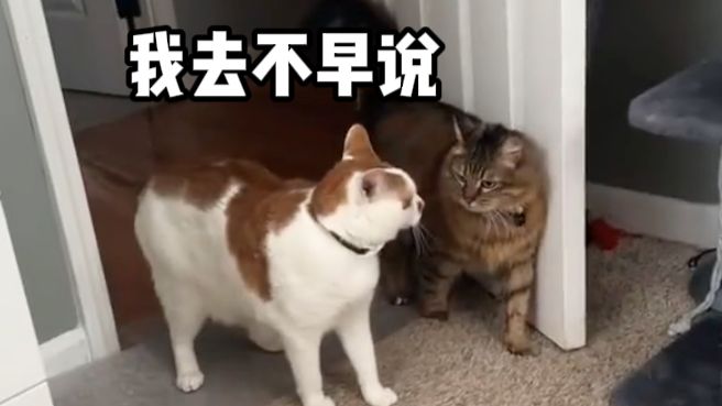 【动物配音】我发现吃饭可以缓解饥饿