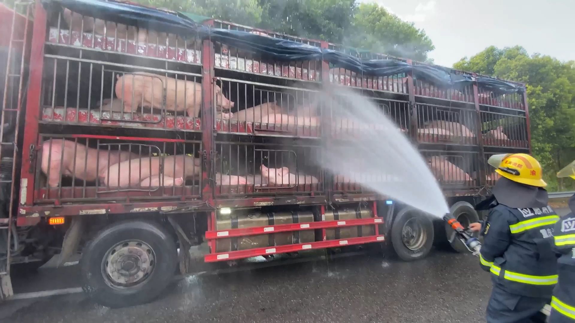 现场：110余头猪运到重庆热中暑了 消防架起水枪为猪冲澡降温