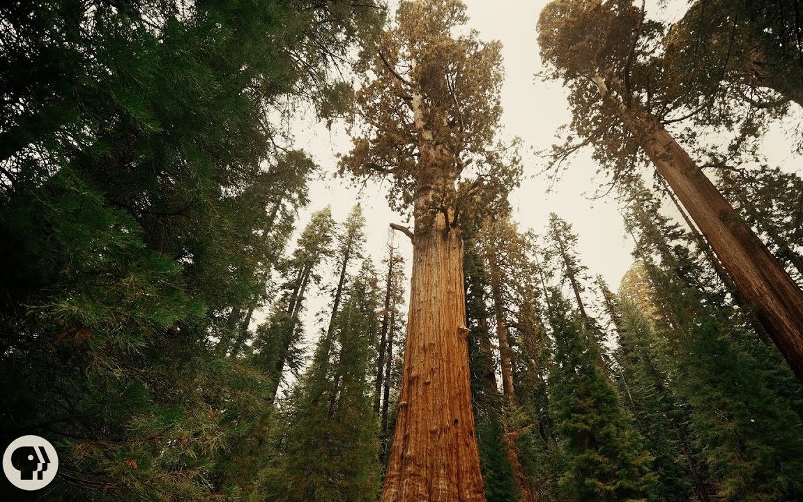 How Many Trees Are There?（中文字幕）_哔哩哔哩 (゜゜)つロ 干杯bilibili