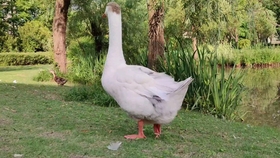 9a288fe809b608ebe5680e1555fbf04c0f74d0d1.jpg@280w_158h_1c_100q.jpg