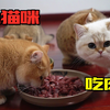 一群小猫咪吃鸡心，唯有一只吃到最后
