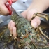 大厨分享龙虾最鲜的做法‘水煮小青龙’又鲜又甜，制作超级简单