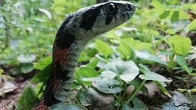 蛇是怎么喝水的视频 9a4cf365b0a3e95aeb9ce69249e39645edb39fef.jpg@280w_158h_1c_100q.jpg