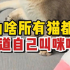为啥一叫“咪咪”，猫咪就知道你再叫它