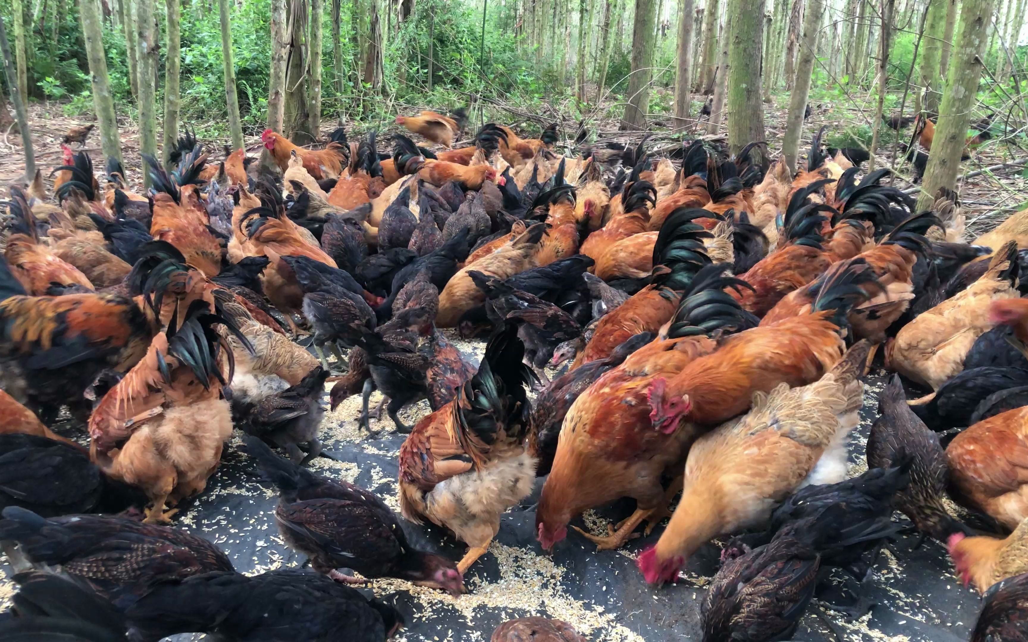 岑默为了提高鸡的品质，直接喂鸡吃20000块钱一吨的蚯蚓