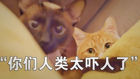 9a8f6bab43e70db8c414b7064cf7fdb929efe943.jpg@280w_158h_1c_100q.jpg