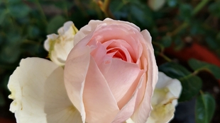 9aa146cb741f3ac0ec4ec437f119fd09f187bc4c.jpg@310w_174h_1c_100q.jpg