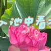 唐 王昌龄 采莲曲