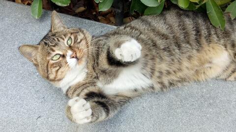 9aa8470237c96e04bd23a47b0ca5cbd0dc5e81ac.jpg@480w_270h_1c