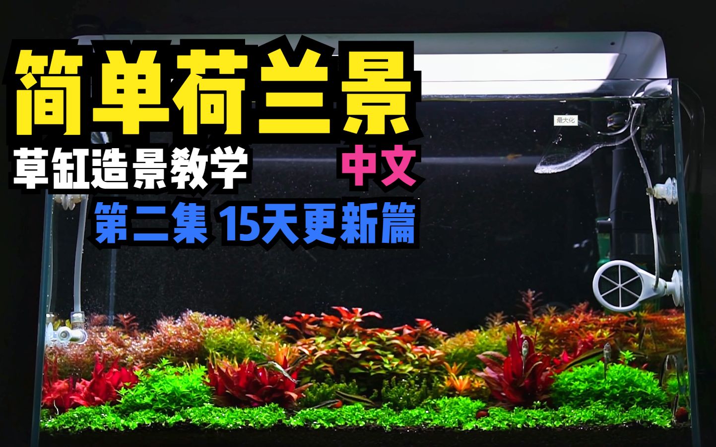 [中文]简单荷兰景 草缸造景教学 第二集 15天更新篇