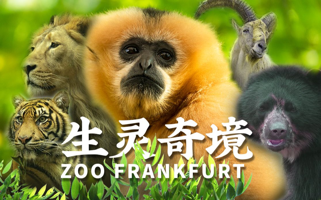 【生灵奇境】至珍至罕之兽·Zoo Frankfurt 壹