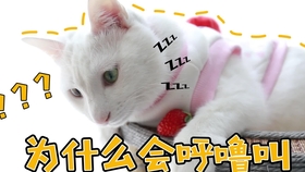 猫为什么一直呼噜呼噜 9ad7d174c4e6a8e06c93e7fad9cfa9dc9e99e9fe.jpg@280w_158h_1c_100q.jpg