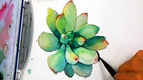 多肉种植经验分析 9ae61883fe6f2125510c36a00d6085c41baf8e5f.jpg@280w_158h_1c_100q.jpg