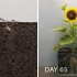 3分钟看完瓜子变成向日葵，75天延时摄影记录!