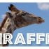 [NEW⧸IMPROVED] All About Giraffes for Kids： Giraffe Video fo
