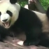 这是我见过最器张的熊猫 俄罗斯的熊：“你们都放开我”