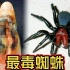 远离它们！！！世界上最毒的10种蜘蛛