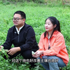 自家一千亩种植基地，带你看下艾草在地里的样子