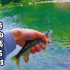 溪流原生鱼————超级巨物溪石斑