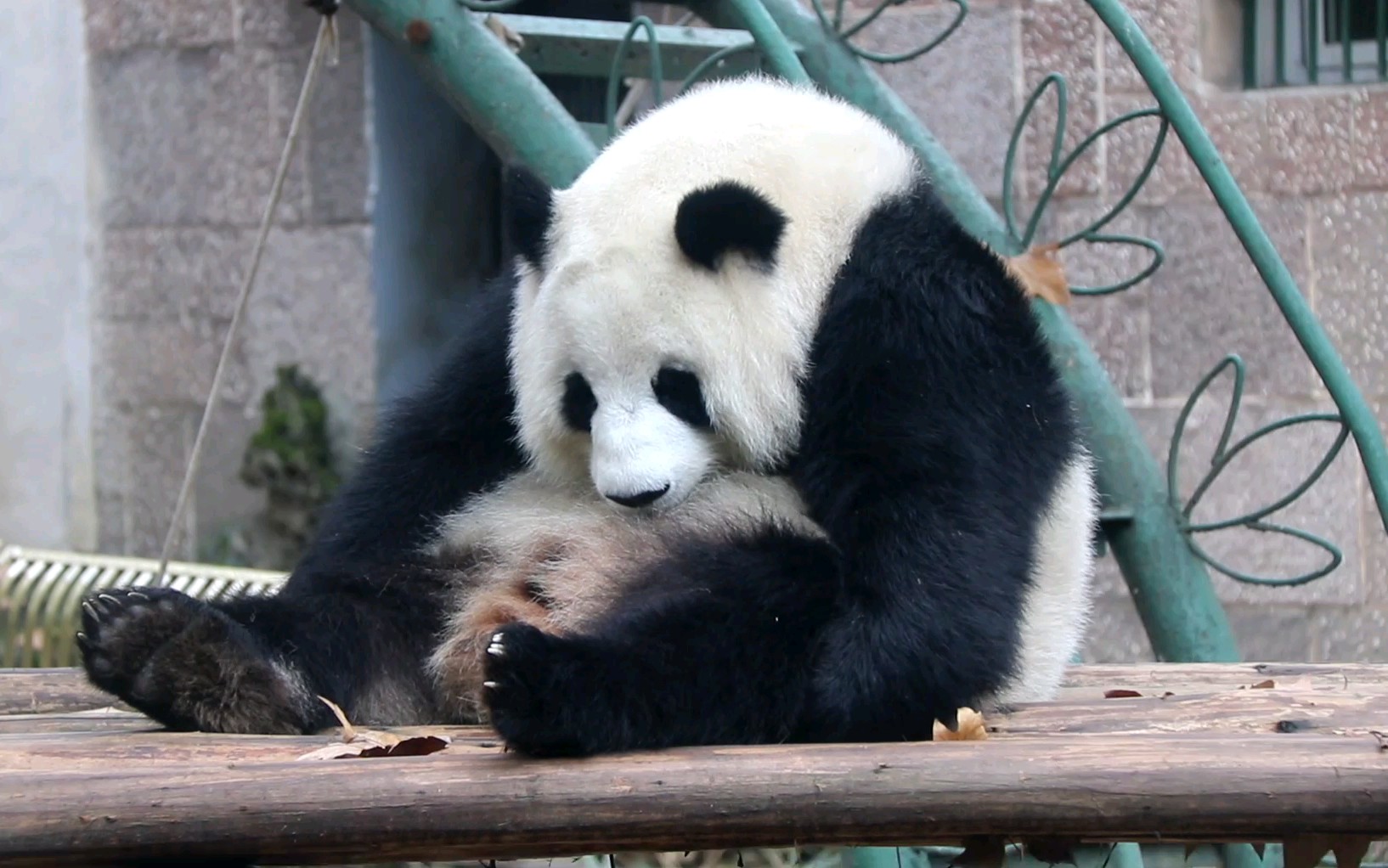 【大熊猫囡囡】不停"弹琵琶"的囡胖胖,你是有多痒^o