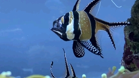 乌龟的视频巴西龟怎么养 9b4984bb53c491dc5df2ba2d3dfe4e2b890c86e5.jpg@280w_158h_1c_100q.jpg