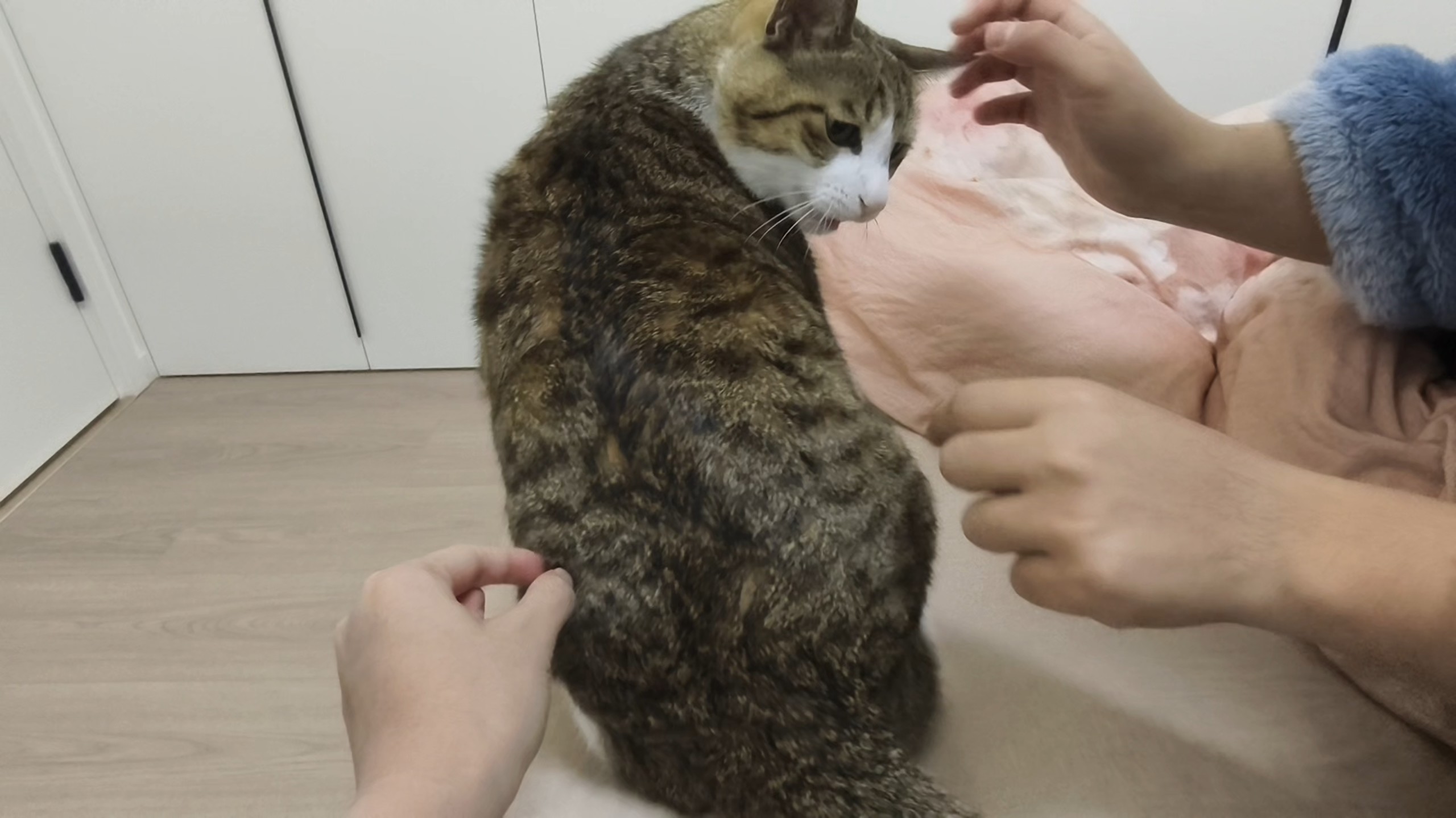 顾头不顾腚了吧小猫咪！