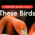 「不用词汇书背单词」Episode 82：These Birds
